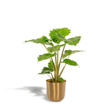Alocasia Portodora avec pot Mayk doré