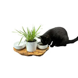 Station d'alimentation RUSTY 2x bols en porcelaine de 0,4 litre plus pot pour herbe à chat en bois d'olivier