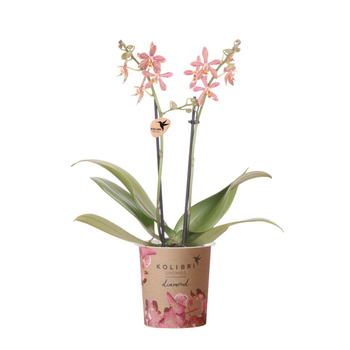 Orchidée Spider Phalaenopsis en pot de 9 cm, couleur orange, motif unique.