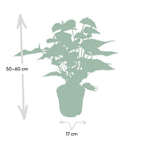Anthurium Rouge - Plante Flamant - Ø17cm - ↕55cm