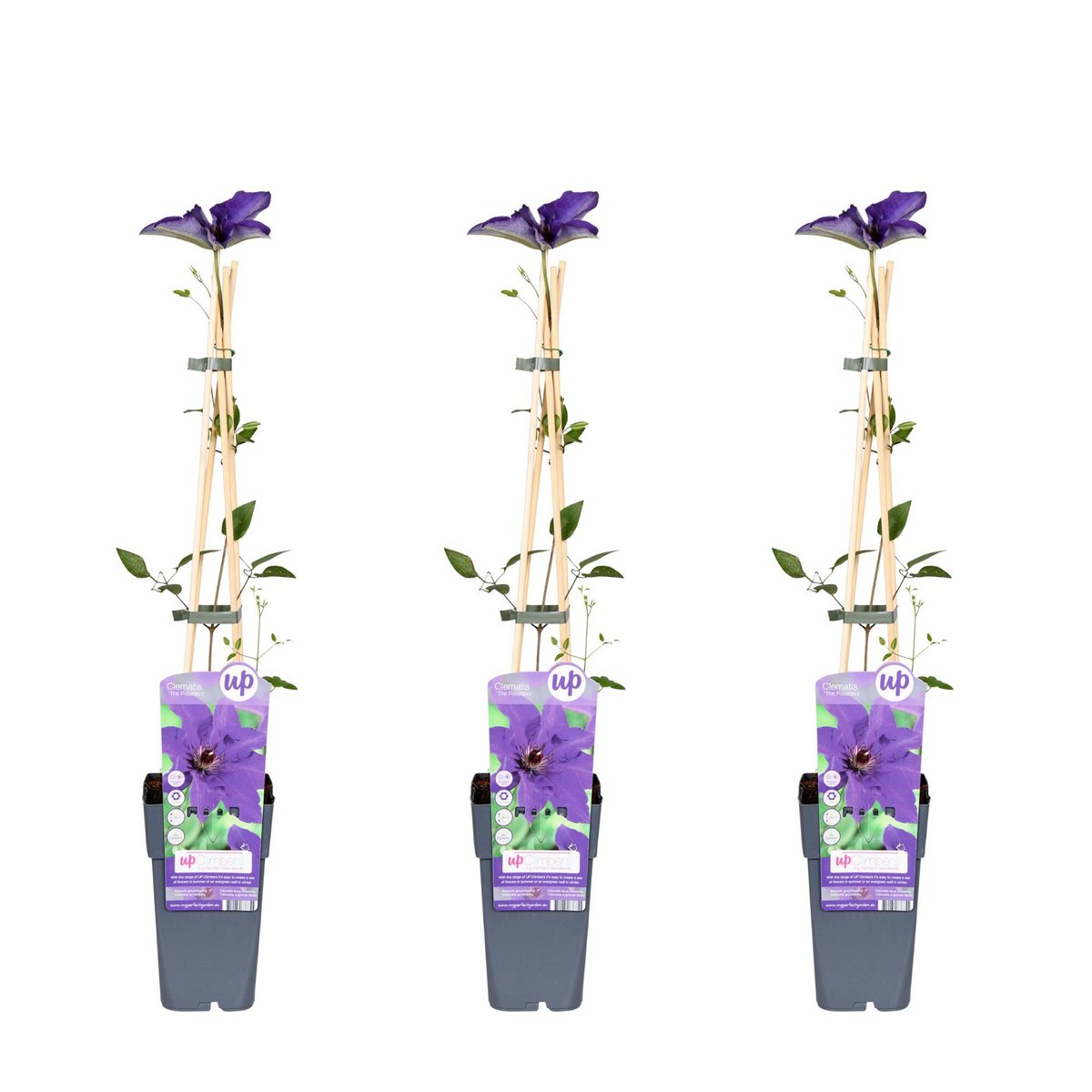 Clematis le Président - Plante grimpante avec fleurs violettes majestueuses