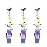 Clematis le Président - Plante grimpante avec fleurs violettes majestueuses