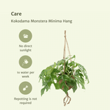 Kokodama Monstera Minima Hang (plante de trou) - 2 pièces - Ø15cm - ↕25cm