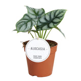 Alocasia dragon argenté en pot Ø12 cm