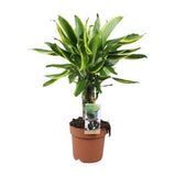 Plante artificielle Dracaena Golden Coast verte