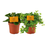 Peperomia Duo 1.0 - 2 pièces - Ø10,5 cm - ↕15cm
