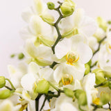 Vue rapprochée des orchidées blanches Lausanne dans le pot