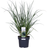 Cortaderia Selloana 'Evita' - Ø19cm - ↕60cm