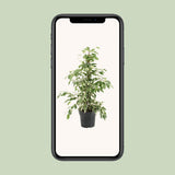 Ficus Benjamina Twilight - Ø17cm - ↕70cm