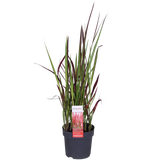 Plante Imperata cylindrica rouge - Ø19 cm - 40 cm