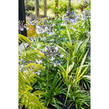 Agapanthus Fireworks - Ø23cm - ↕40cm - Ø14 - ↨20cm