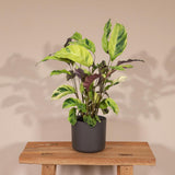Plante artificielle Calathea fusion jaune en pot 14 cm
