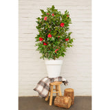 Plante Camellia japonica 'Black Lace' en pot Ø19 cm
