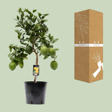 Plante citrus citron Ø22 cm hauteur 80 cm