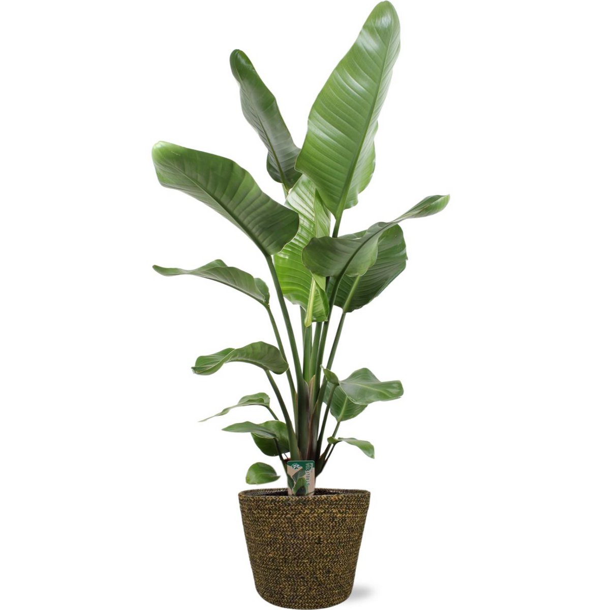 Strelitzia nicolai, plante majestueuse avec feuillage luxuriant dans pot noir
