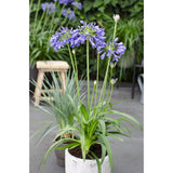 Agapanthus 'Ever Sapphire' - Ø19cm - ↕30cm