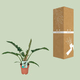 Philodendron étroit - Ø19cm - ↕90cm