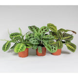 Maranta Leoneura 'Fascinator' mélange 3 types