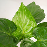 Plante alocasia cucullata oreille d'éléphant Ø19 cm 65 cm