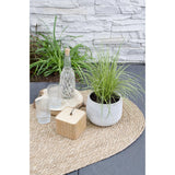 3x - Carex Brunnea 'variata' - ↨30cm - Ø14