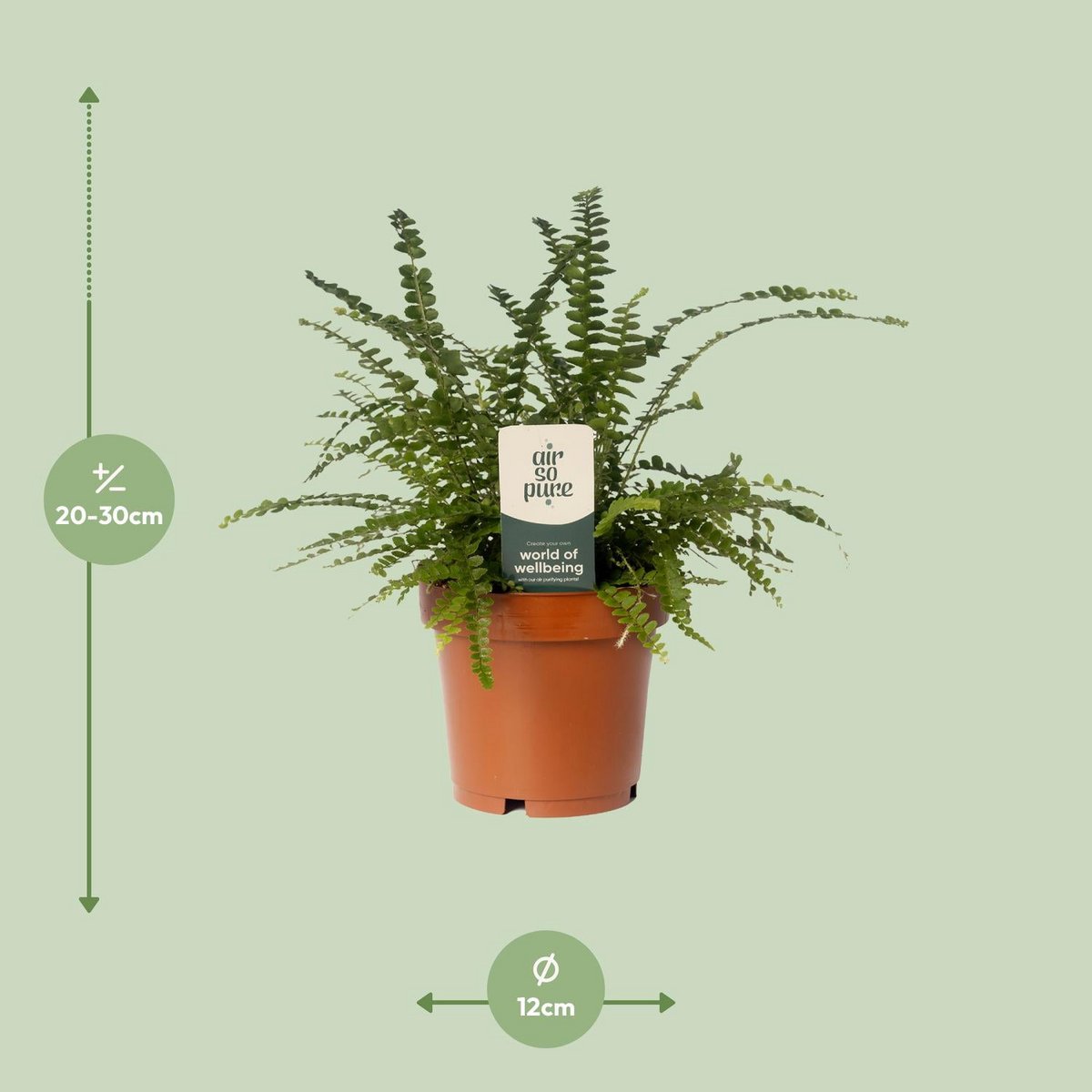 Ambiance décorative avec Nephrolepis Cordifolia Duffii dans un intérieur moderne