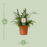 Ambiance décorative avec Nephrolepis Cordifolia Duffii dans un intérieur moderne
