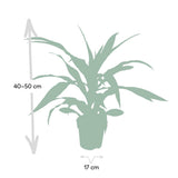 Dracaena Fragrans Citron Lime - Dragonnier - Ø17cm - ↕40cm