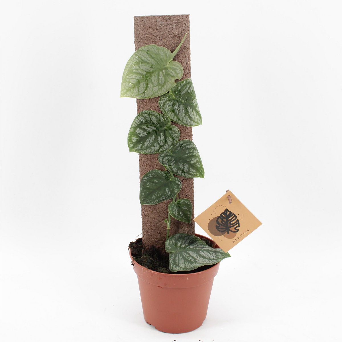Monstera Doubts - Plante d'intérieur élégante avec feuilles découpées