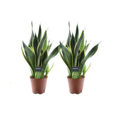 Sansevieria Superb Futura - 2 Stick - Ø14cm - ↕45cm
