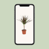 Dracaena Magenta - Ø12cm - ↕50cm