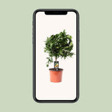 Citrus calamondin - Ø19cm - ↕65cm