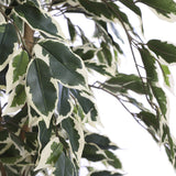 Plante artificielle Ficus Vert