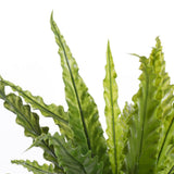 Plante artificielle Asplenium Vert
