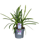 Plante artificielle Agapanthus violet