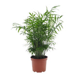 Chamaedorea elegans - Ø17cm - ↕50cm