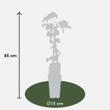 Fallopia baldschuanica - Veille nuptiale - Ø15cm - ↕65cm