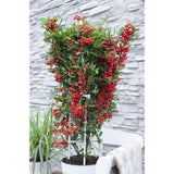 Pyracantha coccinea Red Star en pot décoratif