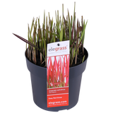 Plante artificielle Imperata cylindrica rouge