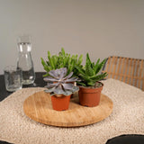 Mélange de succulentes - 6 pièces - ø10,5cm - ↕12cm