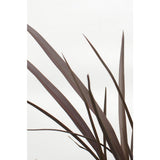Phormium 'rouge nana' - Ø14cm - ↕50cm