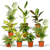Coffret surprise - 10 plantes d'intérieur diverses - Ø12cm - ↕35cm