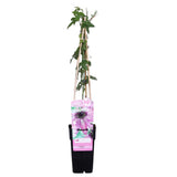 Plante grimpante Passiflore violette