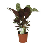 Plante artificielle Calathéa Compactstar en pot 12 cm