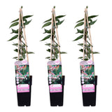 3x - Loninera Henryi - ↨65cm - Ø15