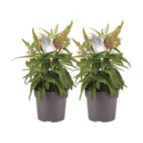 Lot de 2 plantes artificielles Buddleja candy rose tendre
