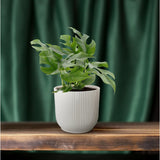 Minima Monstera - Ø1SCM - ↕25cm