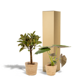 Lot de 2 plantes Ficus elastica et Alocasia vertes
