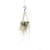Merle Ceropegia - Ø14cm - ↕50cm