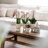Lot de pots en travertin beige 6, 9 et 12 cm