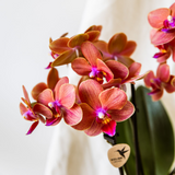 Lot de 3 orchidées orange avec pot Como et réservoir d'eau